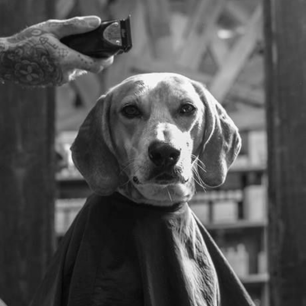 Headshave & Beard at Elevated Cutz in New Oxford, PA