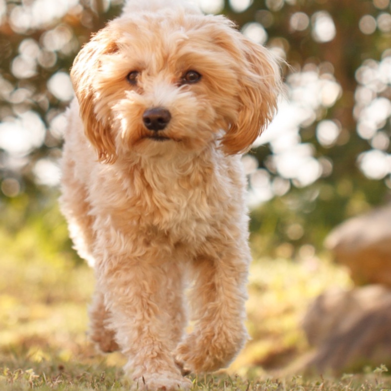 Maltipoo at The Groom Room in Hope Mills, NC