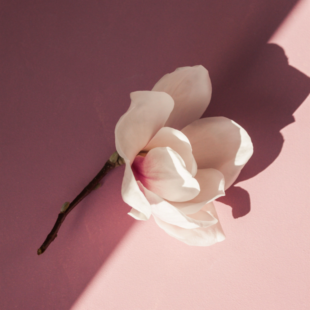 The Back Reset at June Rose Skin Studio in Conshohocken, PA