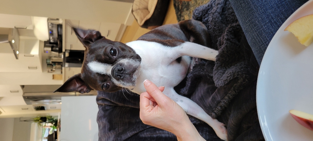 Dog Hugging
