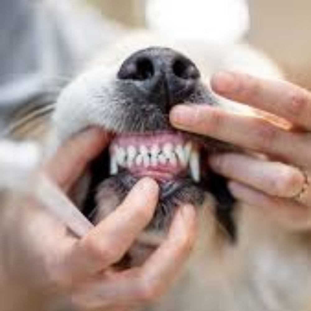 Teeth Cleaning at Glamour Grooming And Boarding in Memphis, TN
