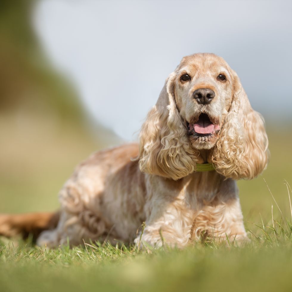 Medium Dog Hair Cut