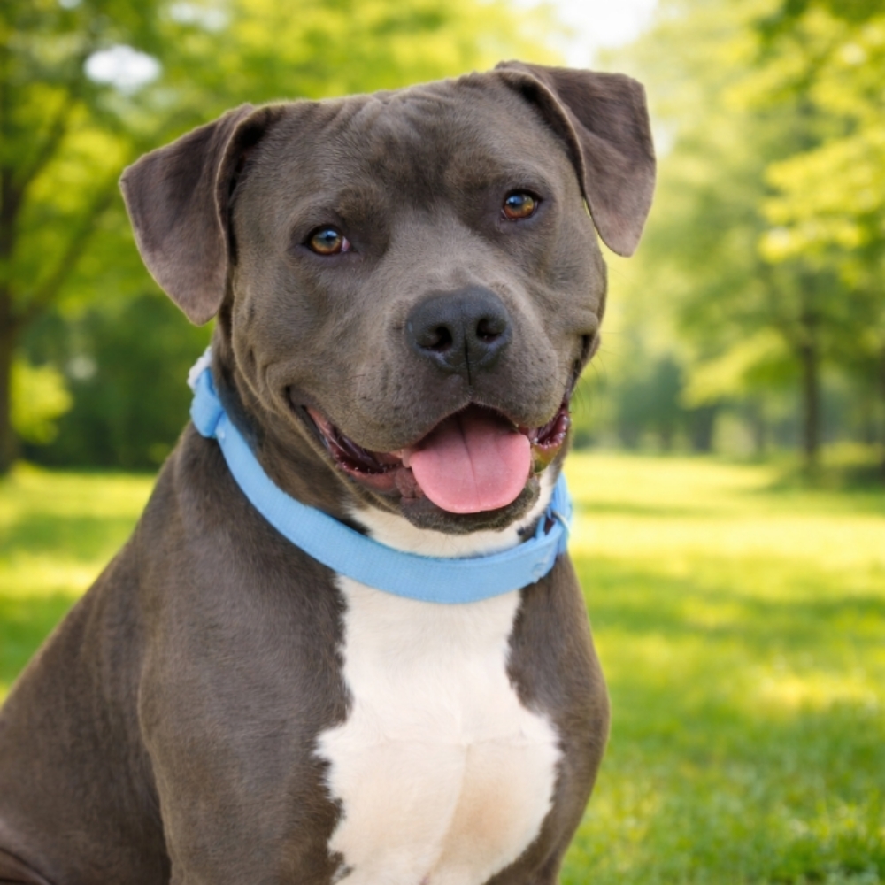 Large Short Haired at Durrty Dogs Pup Suds & Boutique in Dayton, OH