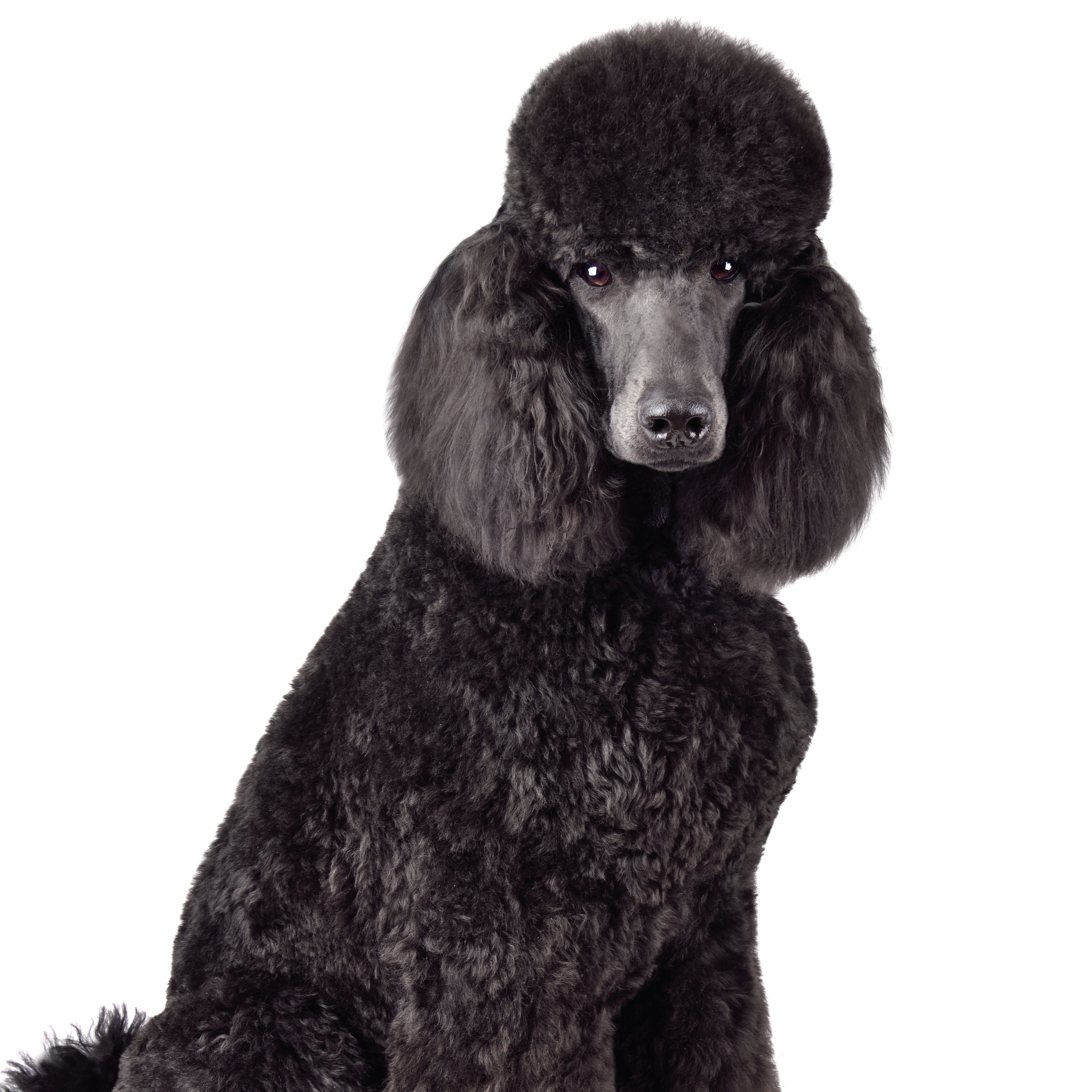 Standard Poodle BBN at The Groom Room in Hope Mills, NC