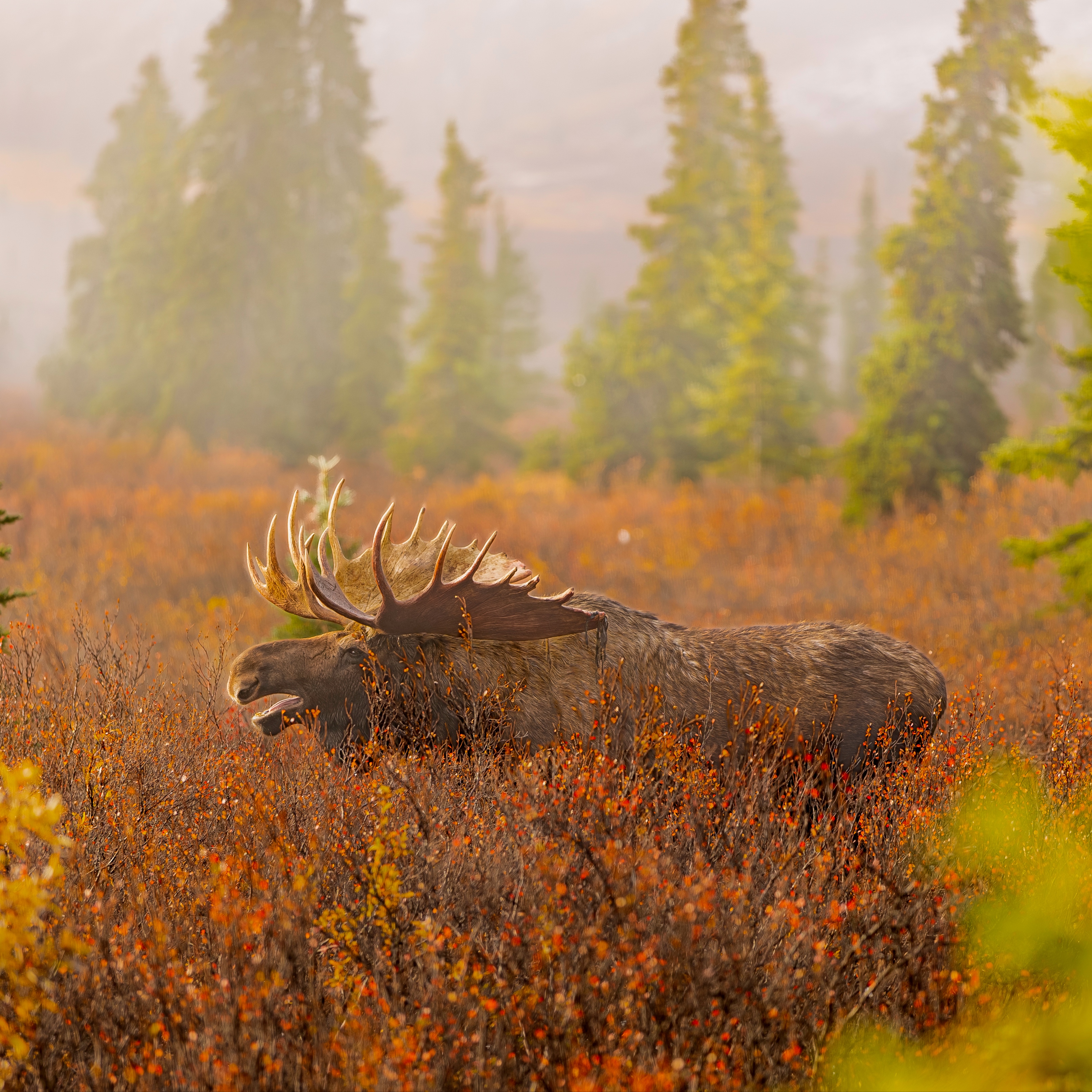FAIRBANKS at Northern Pine Cleaning Co. in Eagle River, AK