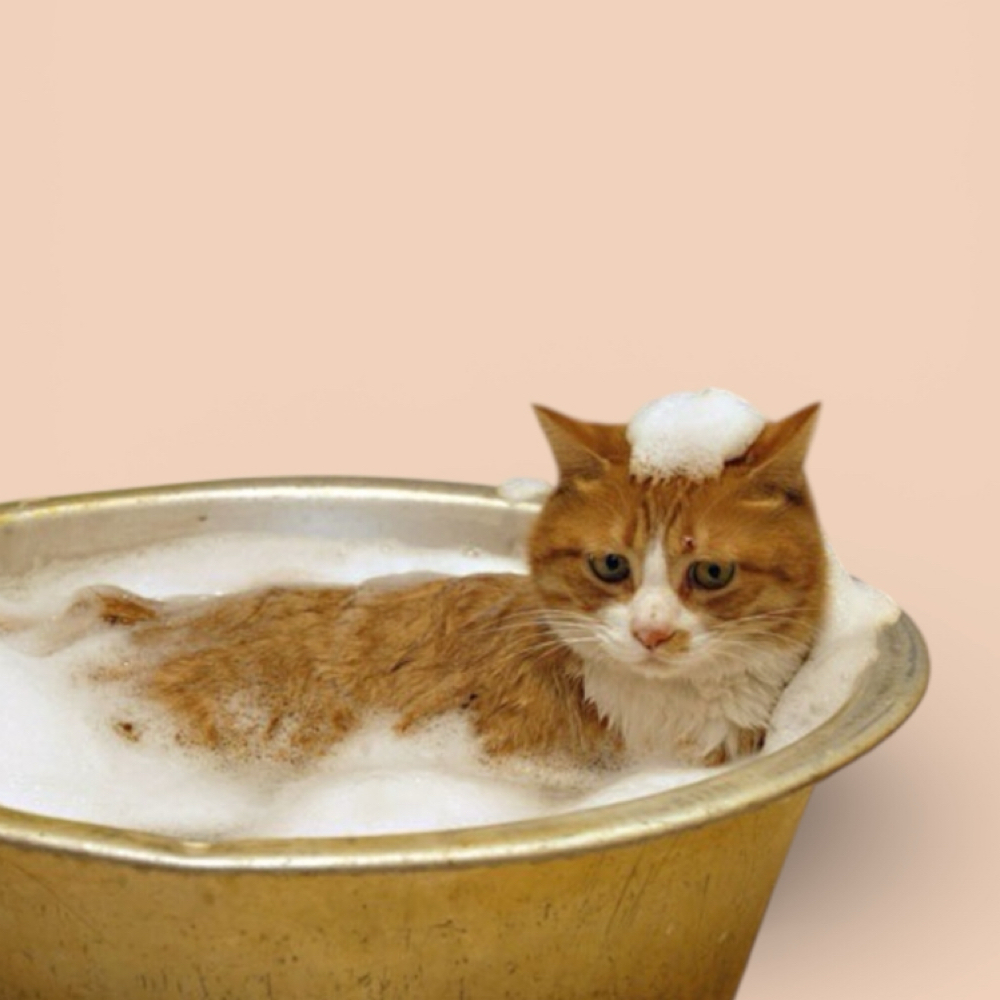 Cat Bath at The Pet BOOtique in Carrollton, TX