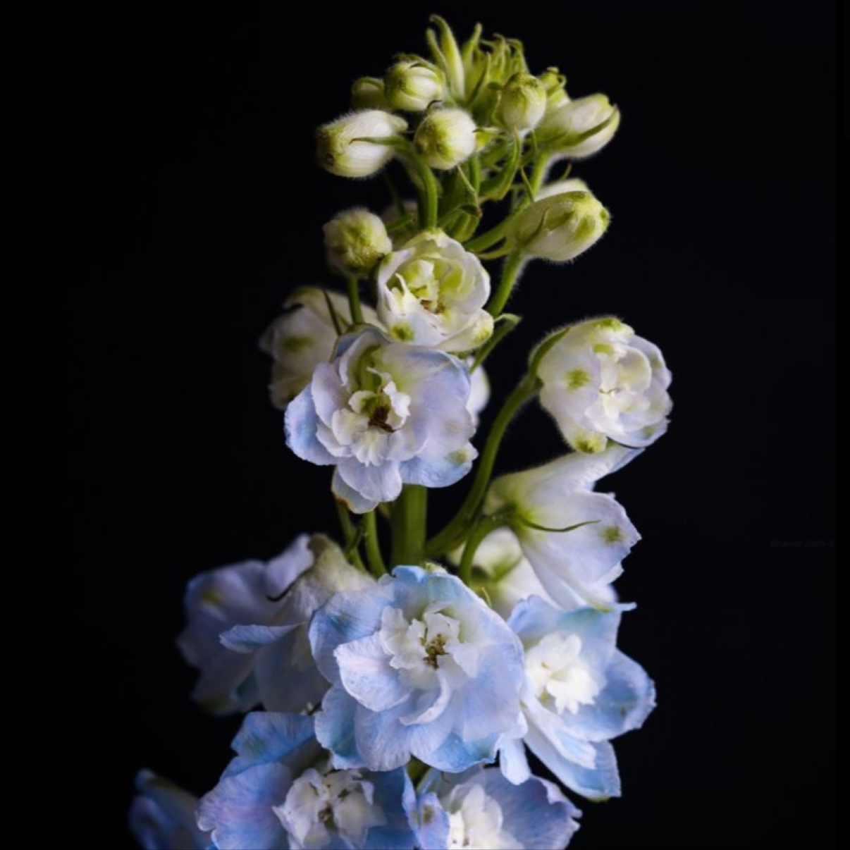 Toner/Gloss at JR Hair Co. in Lincoln, NE