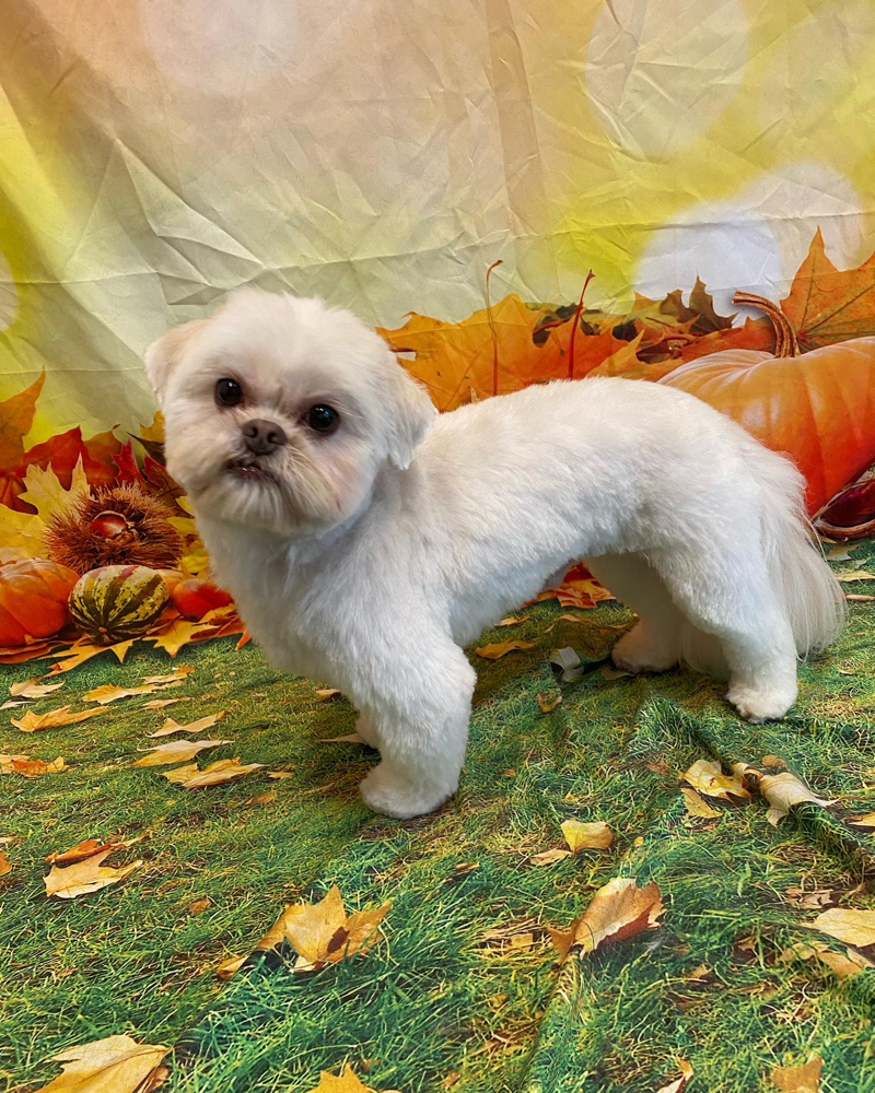 Small Full Groom ✂️