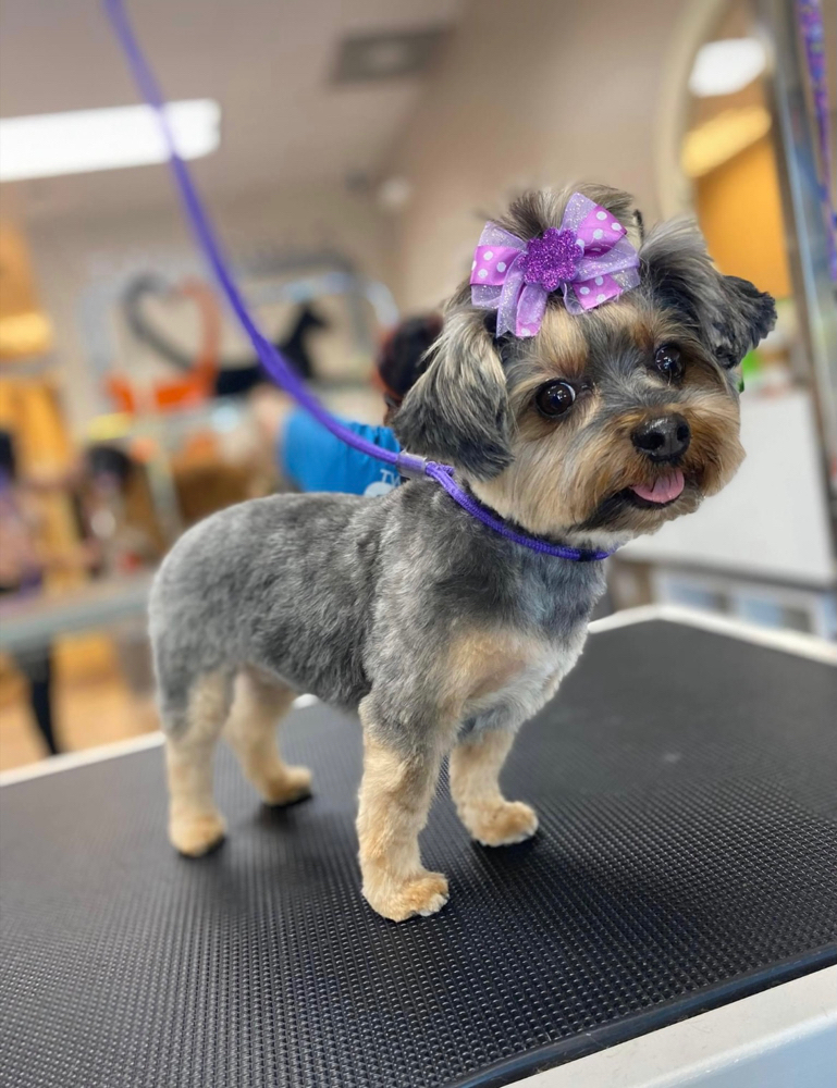Full Haircut {0-17lbs}