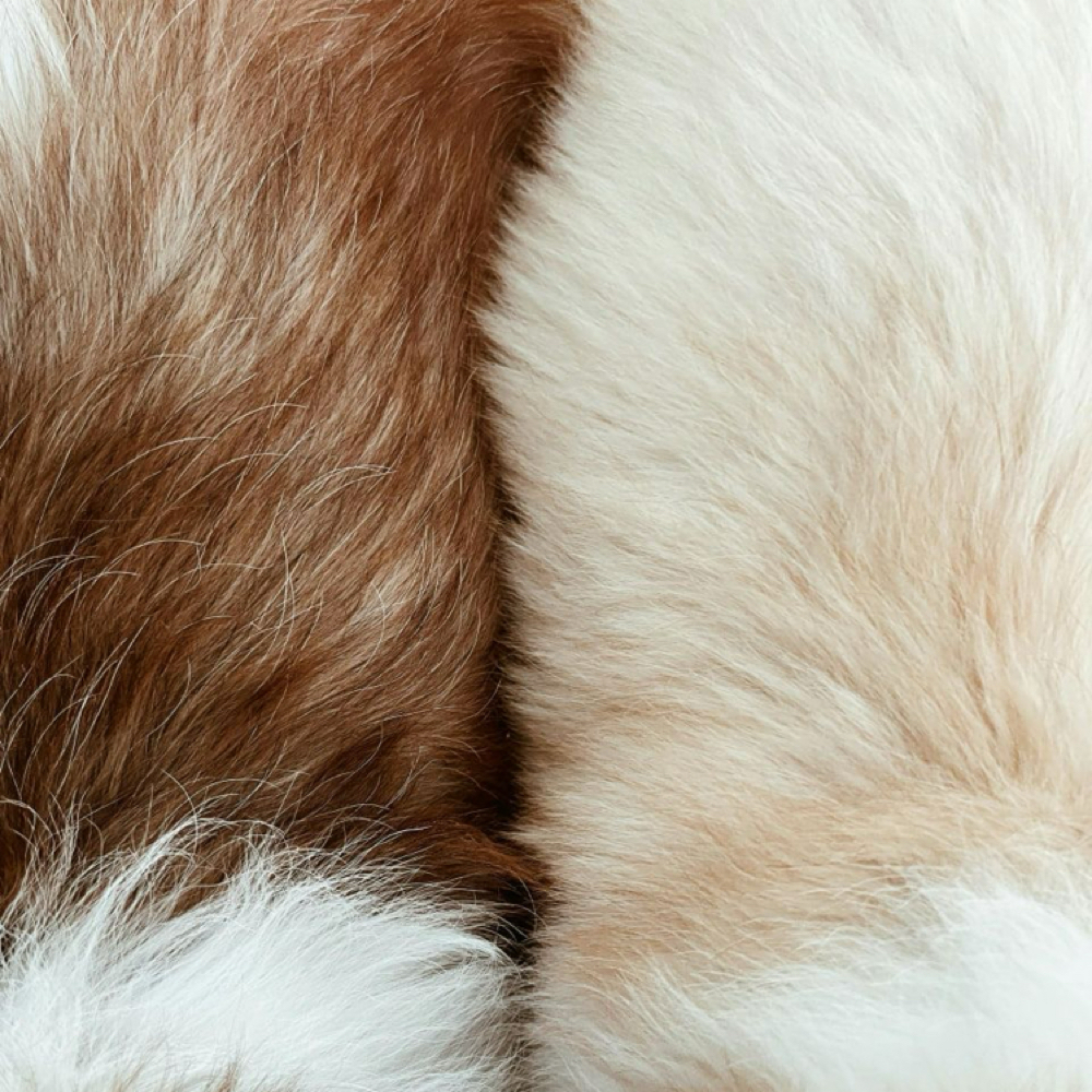 Anal Glands at Bark Avenue Private Grooming Salon in Manitou Springs, CO