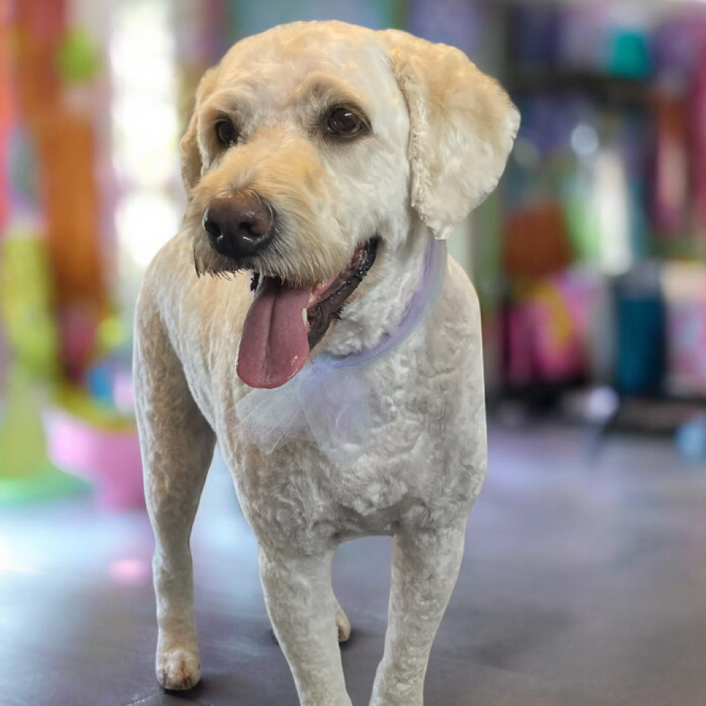 Doodle Groom at Theresa M. Holtz in Litchfield, MN