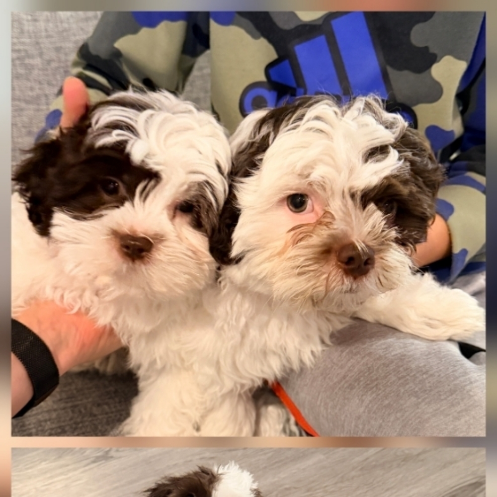 Puppy's First Groom at Tuolumne Tails Grooming in Tuolumne, CA