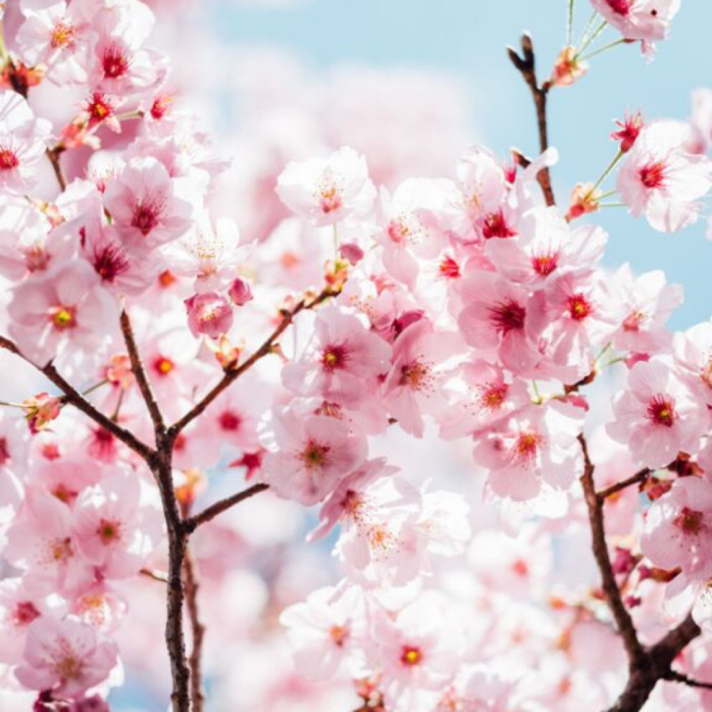 Cherry Blossom Blowout at Hair by Samantha in Chalfont, PA