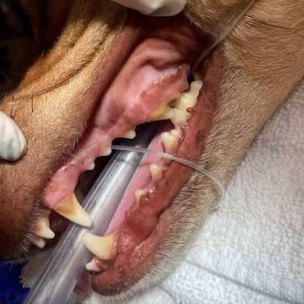 Large Dog Regular Teeth Cleaning at Sparkling Smiles Doggy Dental Cleaning LLC in Tucson, AZ