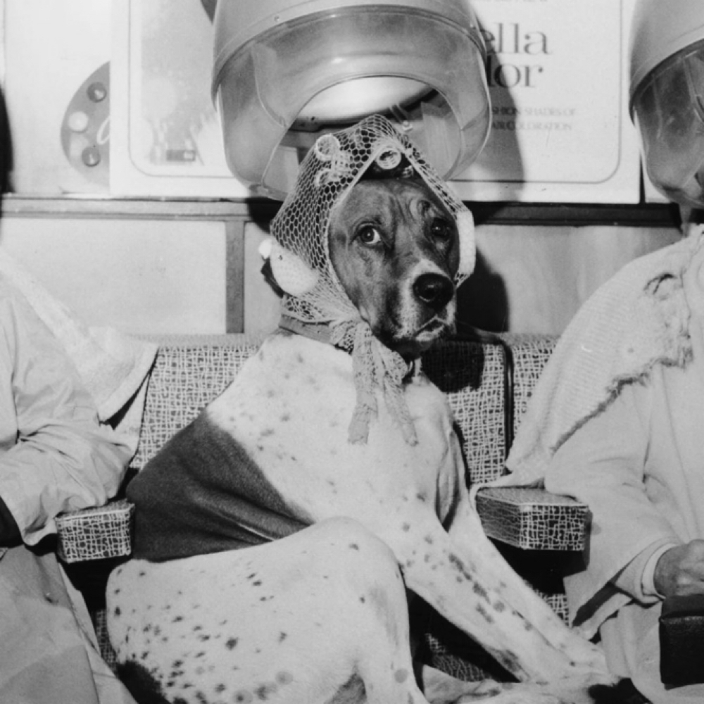First Time Client Information at Bark Avenue Private Grooming Salon in Manitou Springs, CO