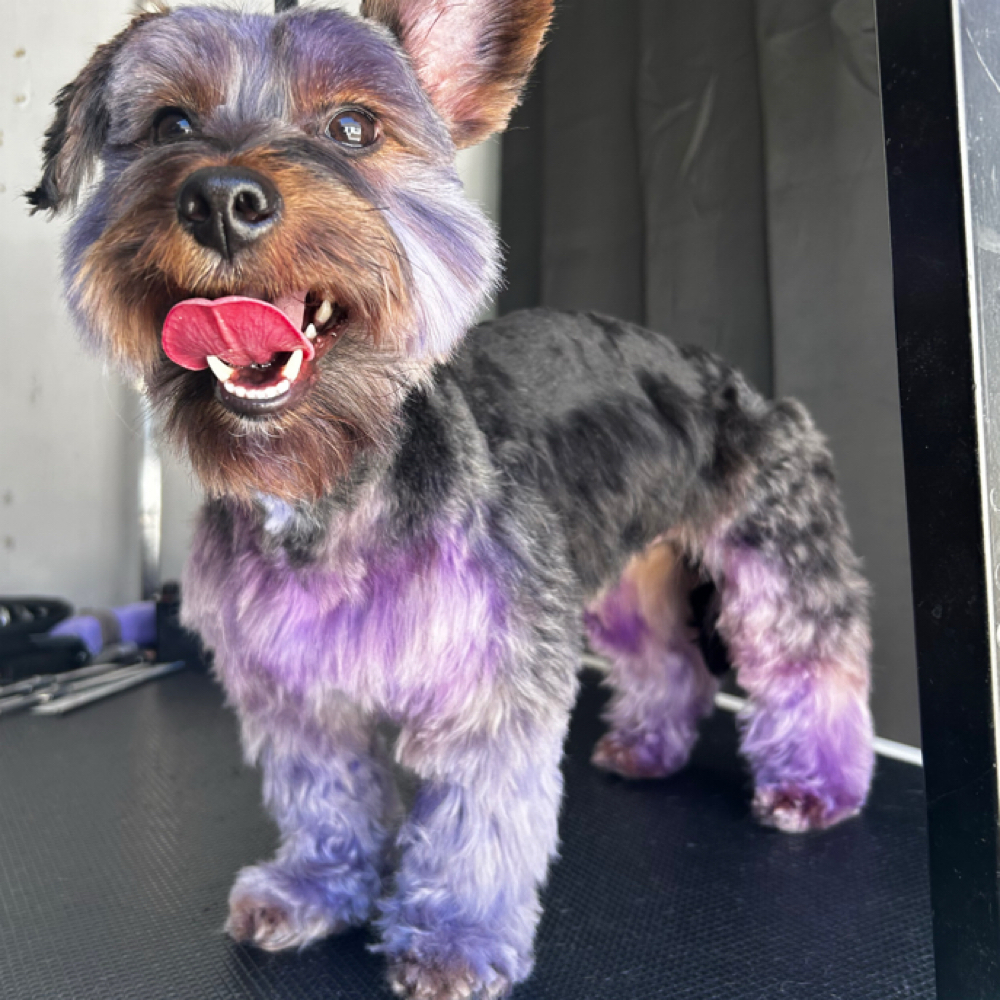 Hair dye at 5 Star Pawz Llc in cartersville, GA