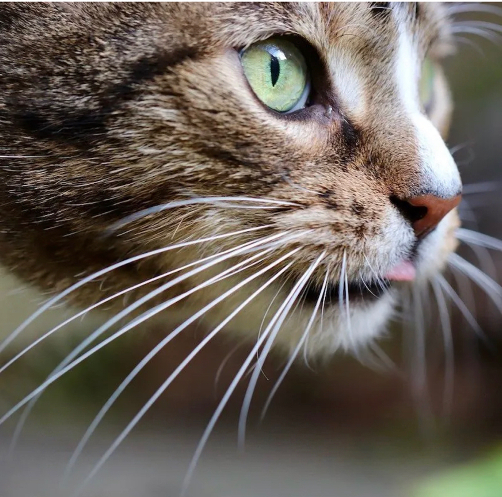 Whisker Wax Chin