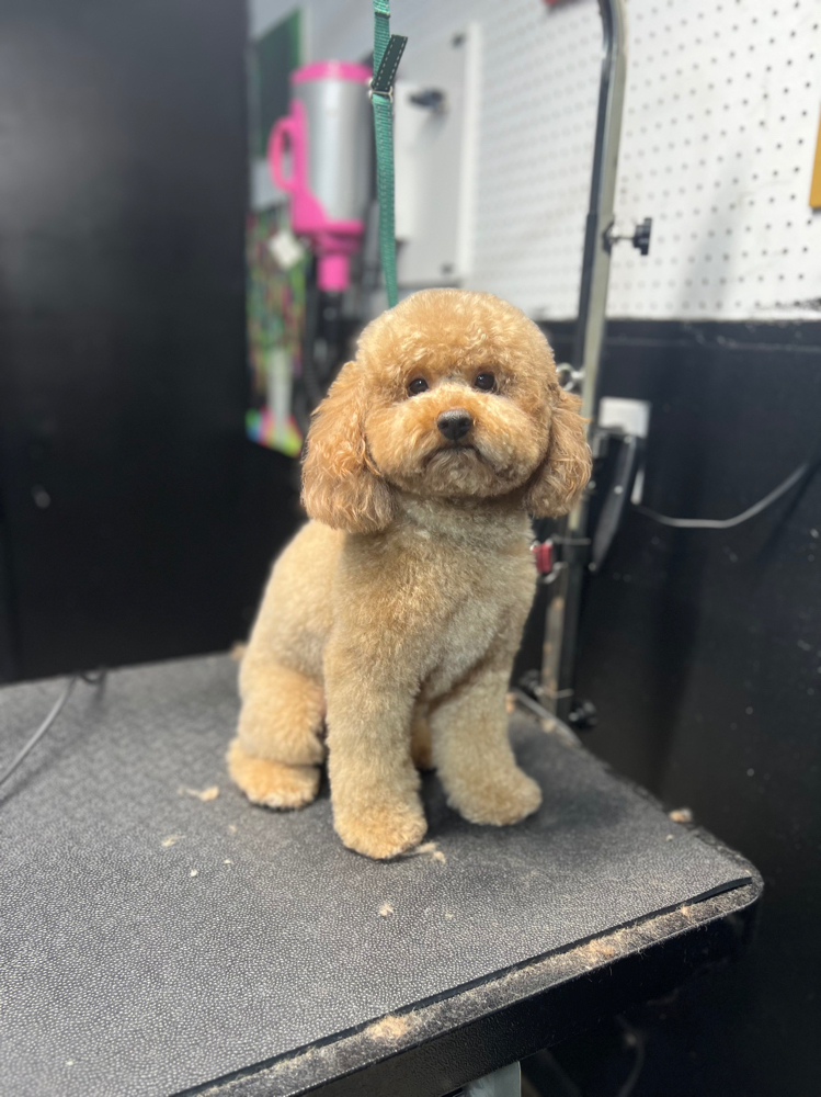 Puppy Love Deluxe