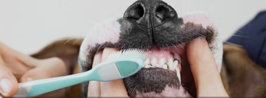 Teeth Brushing