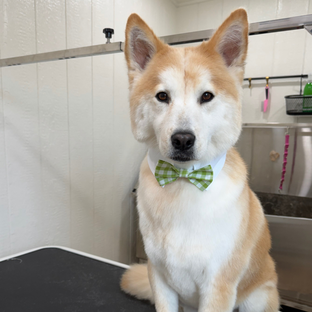 Deshed DETOX at Wagnolia Grooming Studio in Weslaco, TX