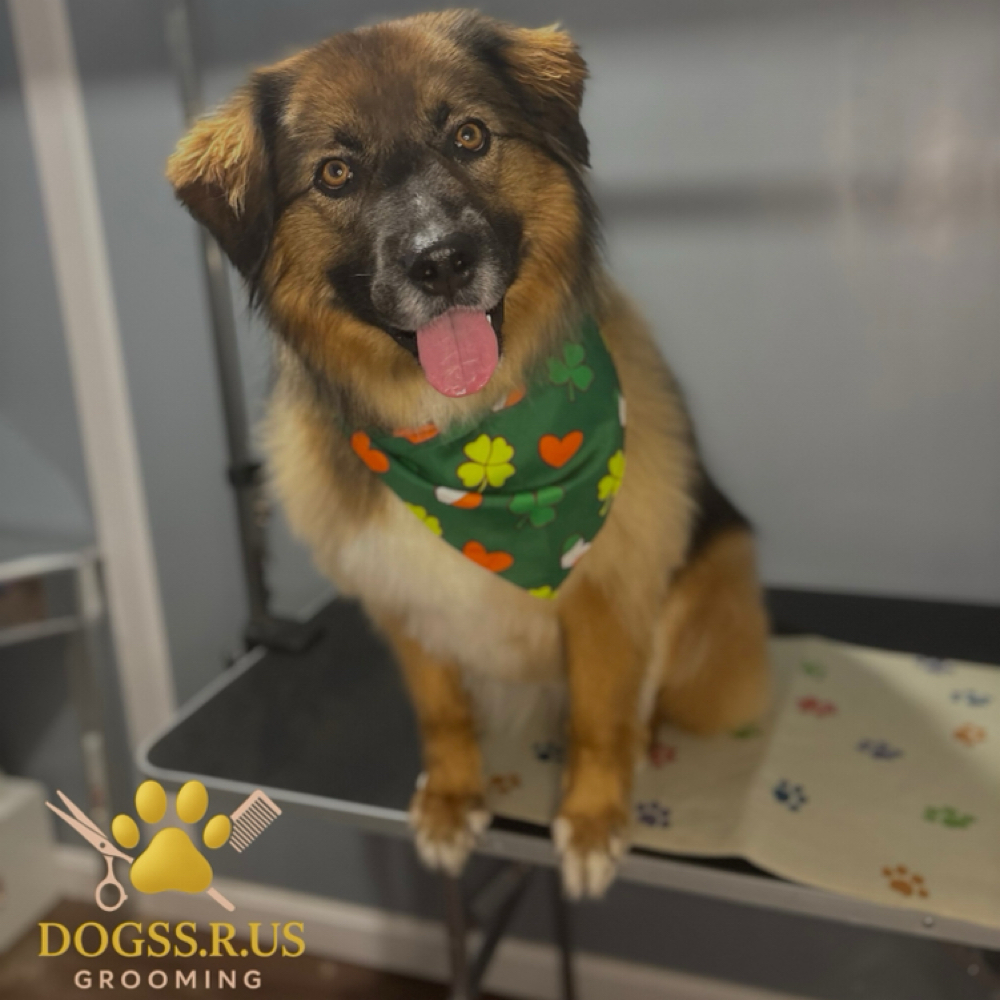 De-shedding Treatment *ADD-ON* at DOGSS.R.US in Lawrence, MA