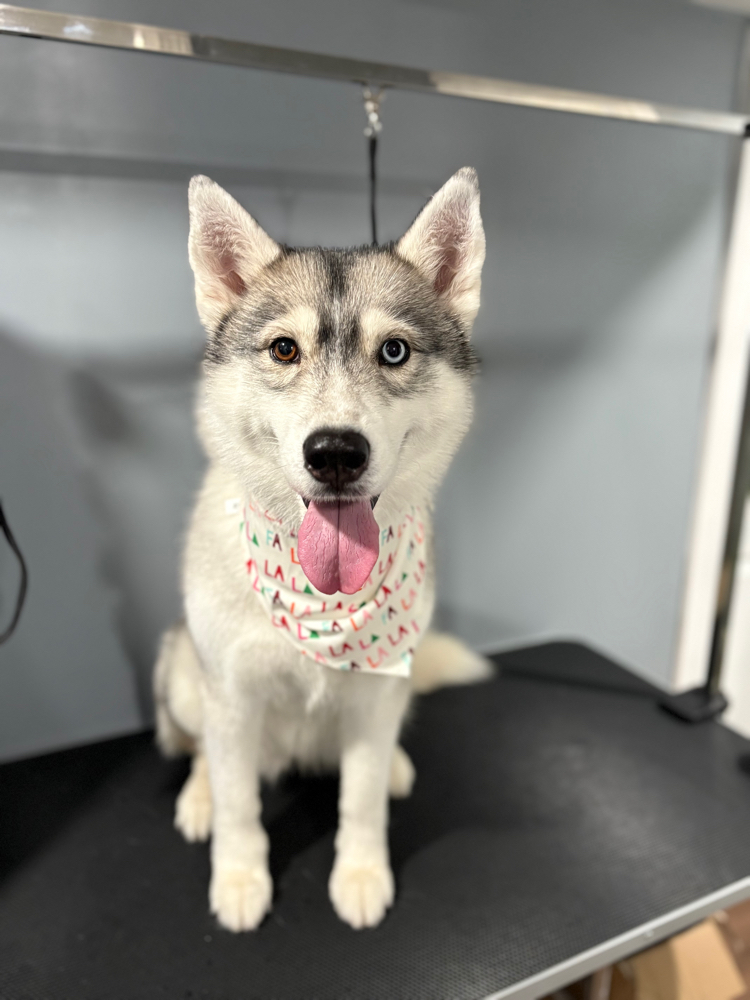 Pet De-shedding Treatment