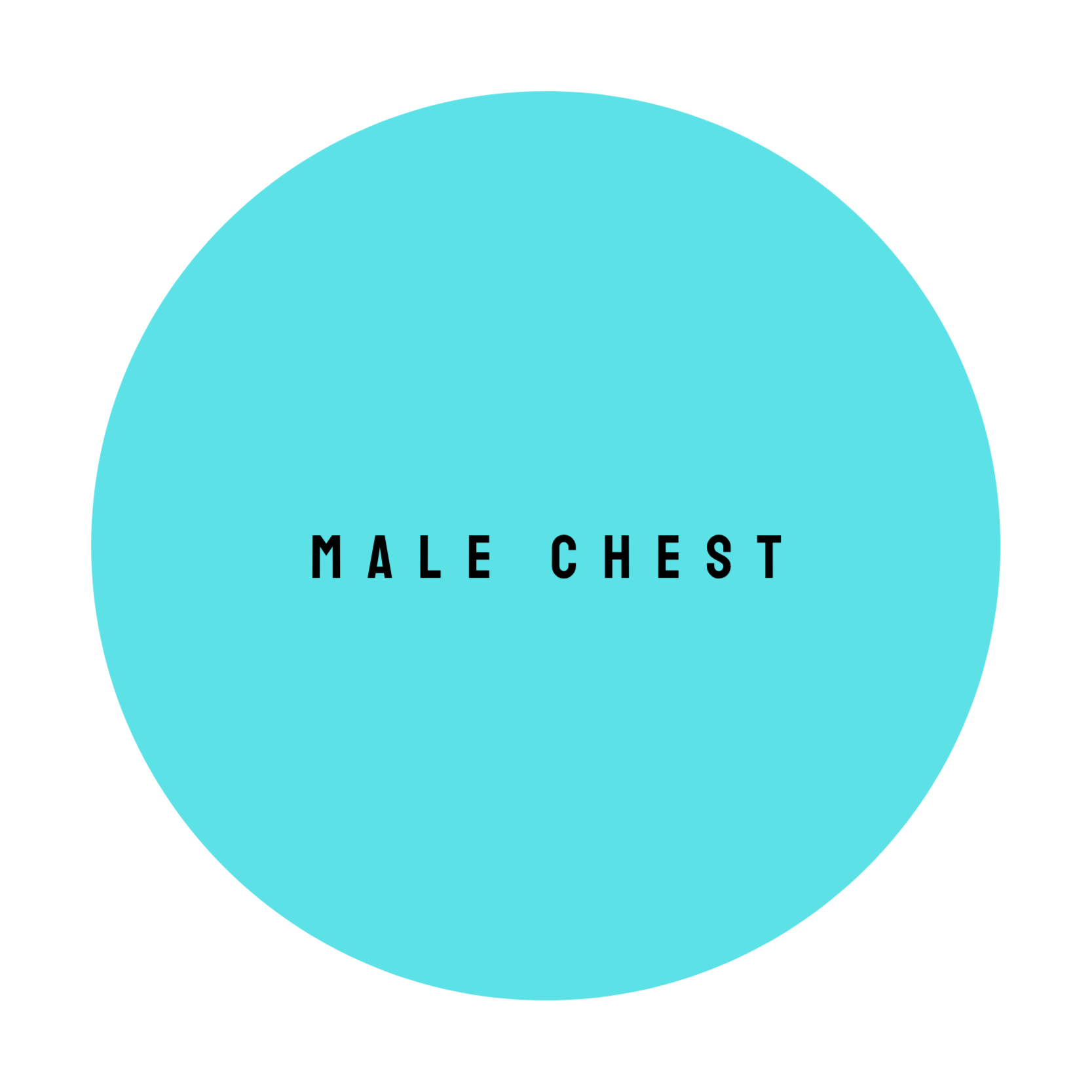MALE CHEST at The Dollhouse Wax Studio in Smyrna, TN