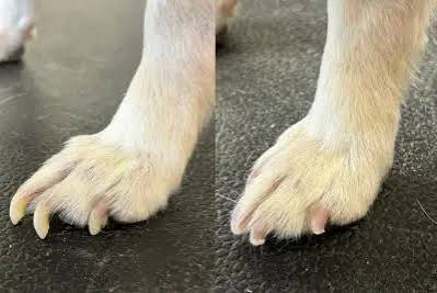 Nail Package at Savannahs Animal Grooming and Boarding in Plymouth, UT