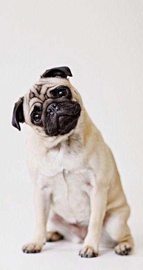 Pug - Haircut