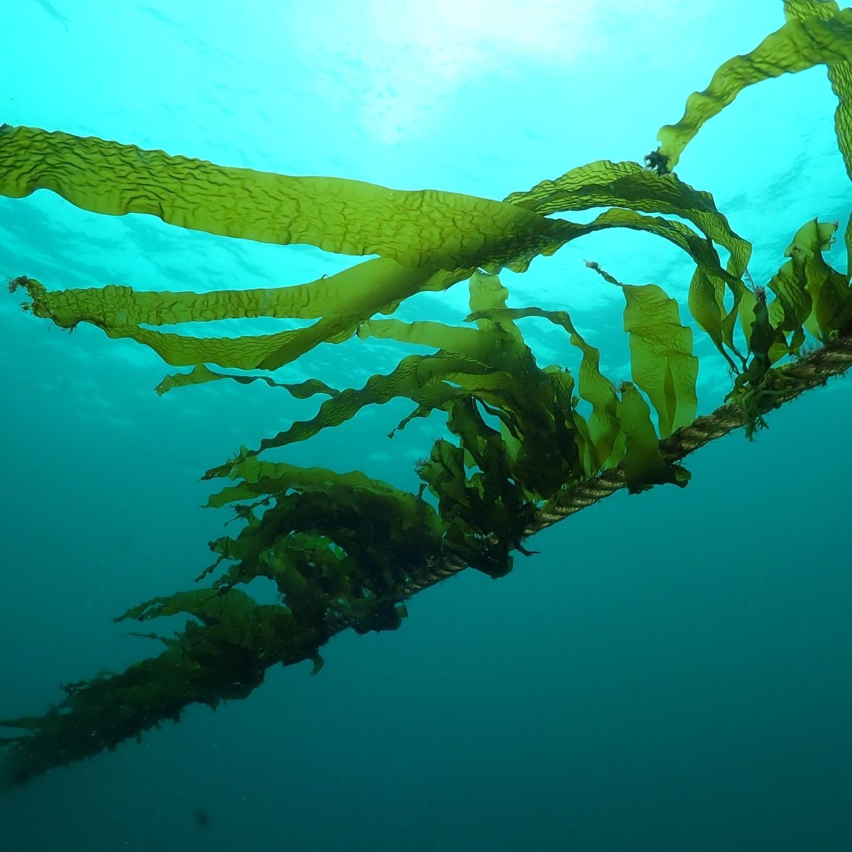 Ocean Renewal Experience