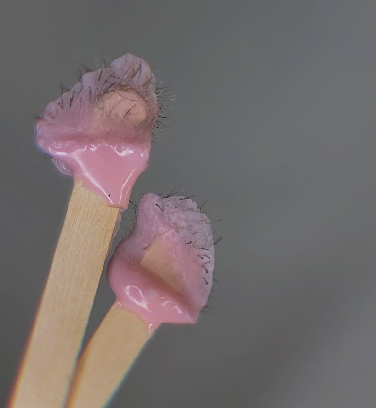 Nose Wax