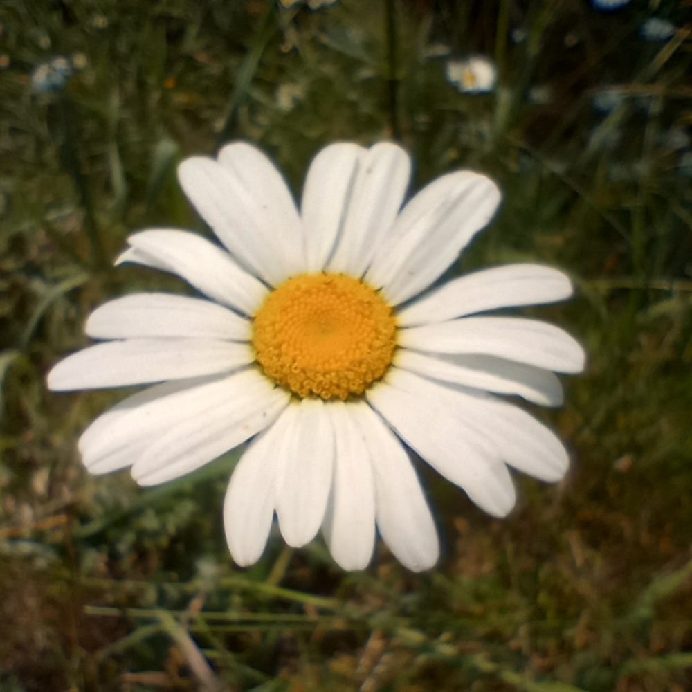 Charmaine Crosswhite at Rustic Roots Spa And Salon in Columbia Falls, MT