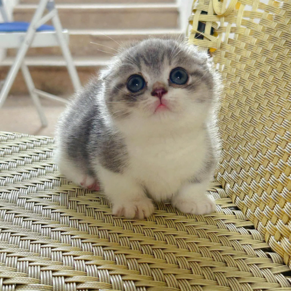 Chris M at Amora Nail and Spa Lounge in abington, MA