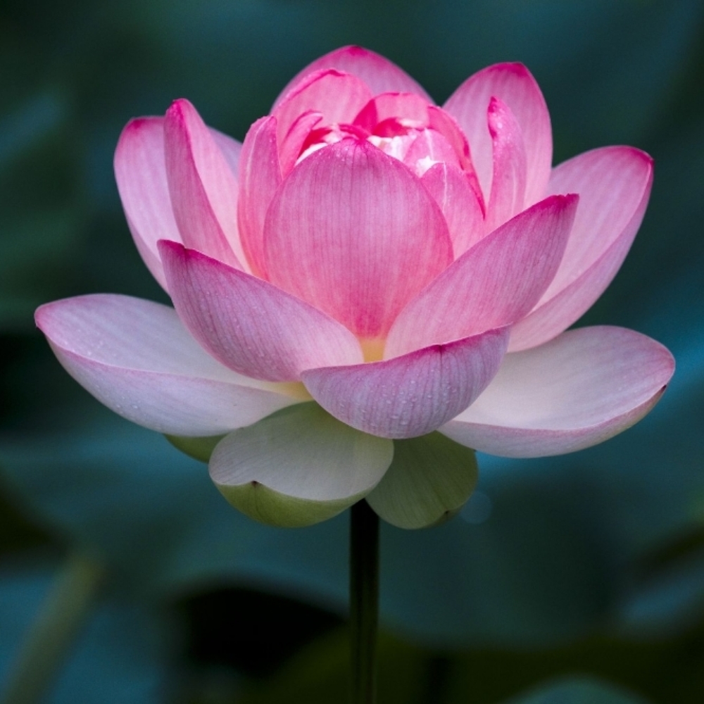 NOME Homsombath at Zay Vanity Beauty Co. in Colorado Springs, CO