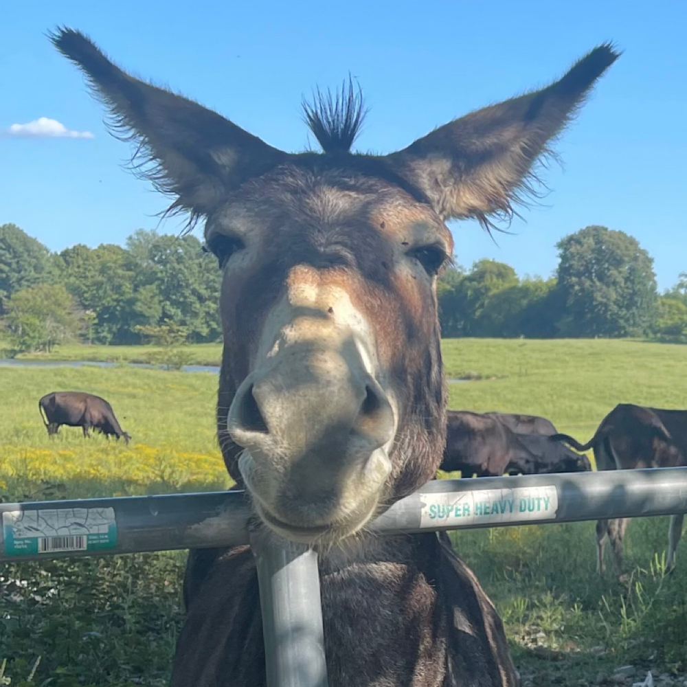 Danny L at Corporate Fades Barbershop in Clarksville, TN