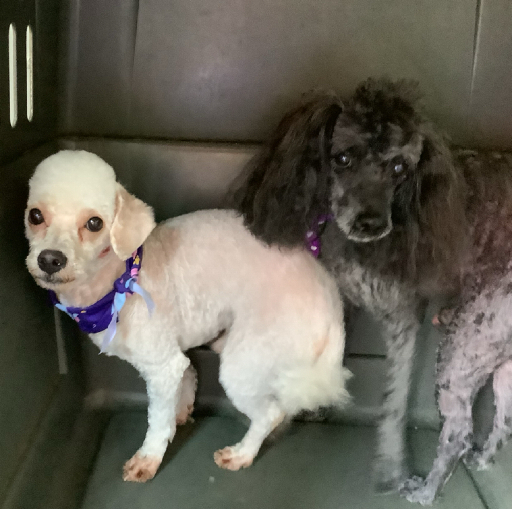 Glamour Grooming And Boarding at Glamour Grooming And Boarding in Memphis, TN