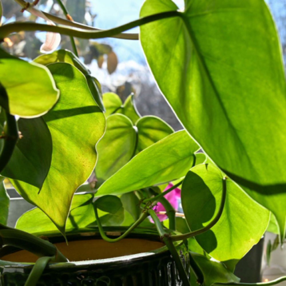 Alexa Weaver at Salon Rose in Glen Mills, PA